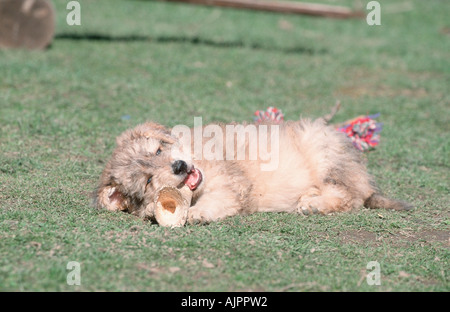 Sheeppoodle puppy 9 weeks gnawing on bone Old German Sheepdog Stock Photo