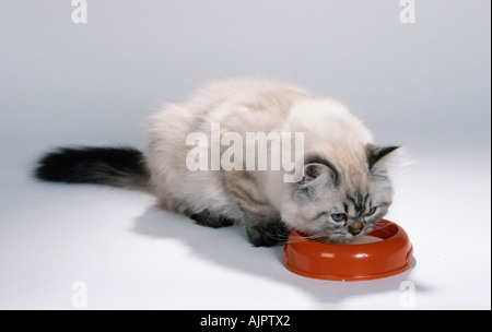 Colorpoint Persian Cat tabby point drinking milk from bowl Stock Photo