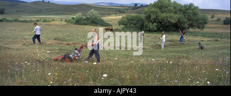 Haymaking on land near Szekelyderz Dariju Transylvania Romania Stock Photo