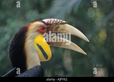 Wreathed hornbill Aceros undulatus . Captive Stock Photo