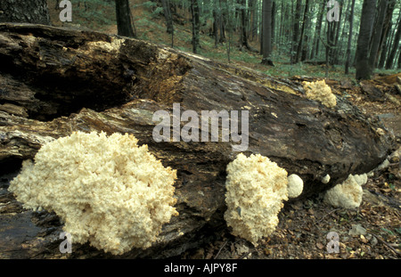 Fungi on fallen beech tree in Stuzica Ancient forest east Slovakia Poloniny National Park Slovakia Stock Photo