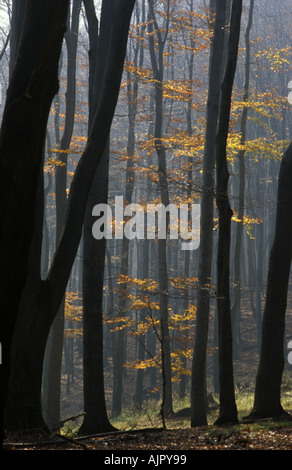 Beech forest in the small Carpathian mountains near Bratislava Slovakia Stock Photo