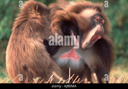 Gelada Baboons pair grooming Theropithecus gelada Stock Photo