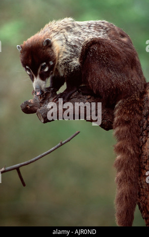 White nosed Coati Nasua narica