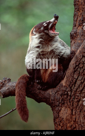 White nosed Coati Nasua narica