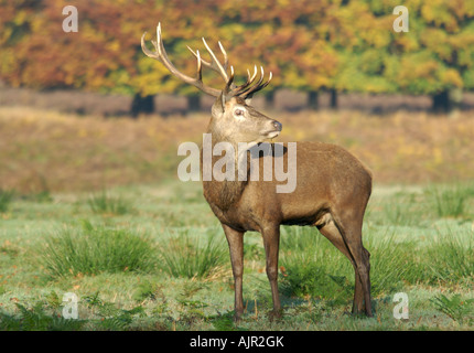 Stag defending his territory Stock Photo