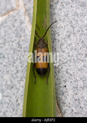 A bugs walking on a leaf Outdoor Geometrical central composition Stock Photo