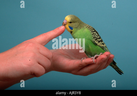 Budgerigar young male on hand gnawing on finger Melopsittacus undulatus Budgie Stock Photo