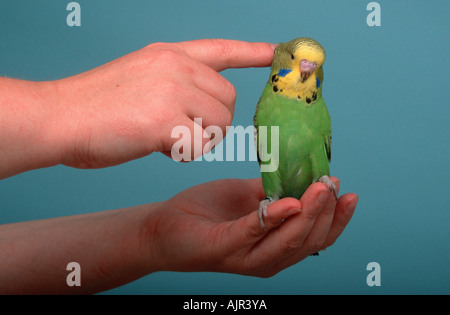 Budgerigar young male on hand Melopsittacus undulatus Budgie Stock Photo