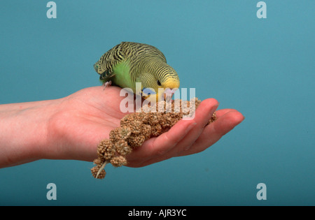Budgerigar young male on hand eating millet Melopsittacus undulatus Budgie Stock Photo