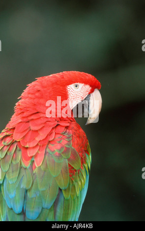 Green winged Macaw Ara chloroptera Stock Photo