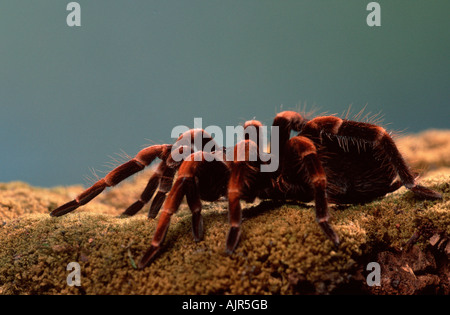 Costa Rican Redleg Tarantula female Megaphobema mesomelas Stock Photo