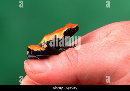 Splash Backed Poison Arrow Frog on human thumb Dendrobates galactonotus Poison Dart Frog