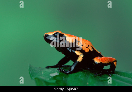 Splash Backed Poison Arrow Frog Dendrobates galactonotus Poison Dart Frog