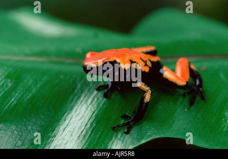 Splash Backed Poison Arrow Frog Dendrobates galactonotus Poison Dart Frog
