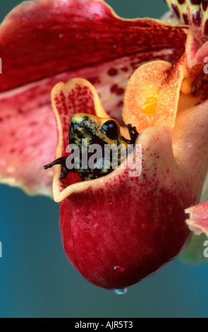 Black legged Poison Arrow Frog Phyllobates bicolor Poison Dart Frog Stock Photo