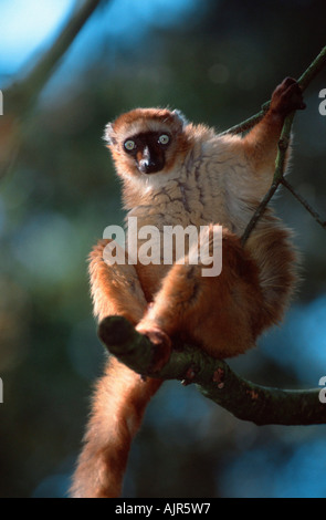 Blue-eyed (primates) lemur, female (Eulemur macaco flavifrons