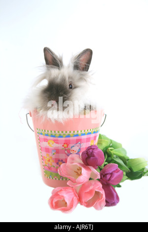 Siamese Lionhead Rabbit in pink Easter bucket with bouquet of tulips isolated on white Stock Photo