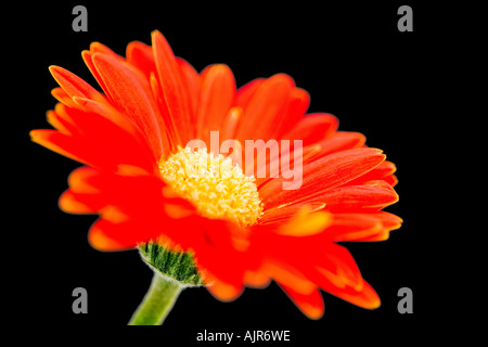 Bright Orange or Red Gerbera against a black background Stock Photo