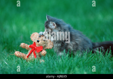 Norwegian Forest Cat kitten 10 weeks Stock Photo