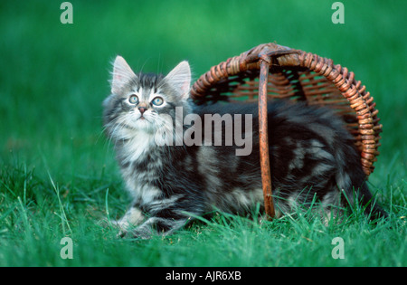 Norwegian Forest Cat kitten 10 weeks Stock Photo