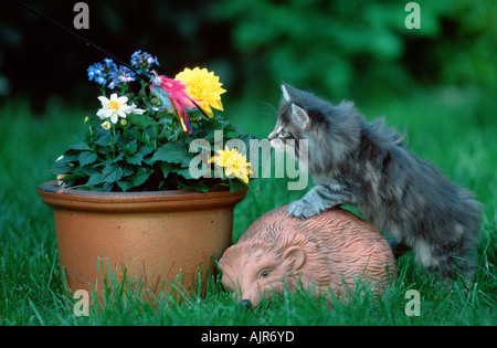 Norwegian Forest Cat kitten 10 weeks Stock Photo