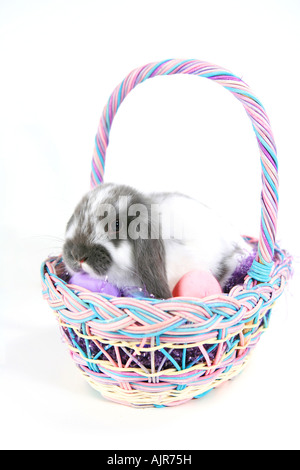 Gray and white mini lop ear rabbit inside pastel Easter basket with colored eggs isolated on white background Stock Photo