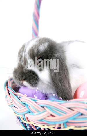 Gray and white mini lop ear rabbit inside pastel Easter basket with colored eggs isolated on white background Stock Photo