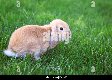 Miniature lop bunny in the green grass looking back Stock Photo