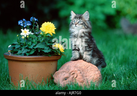 Norwegian Forest Cat kitten 10 weeks Stock Photo