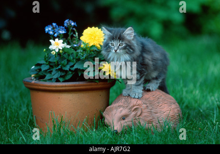 Norwegian Forest Cat kitten 10 weeks Stock Photo