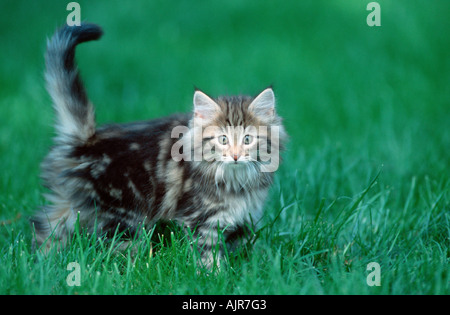 Norwegian Forest Cat kitten 10 weeks Stock Photo