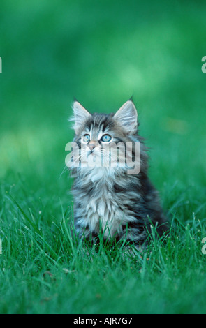 Norwegian Forest Cat kitten 10 weeks Stock Photo