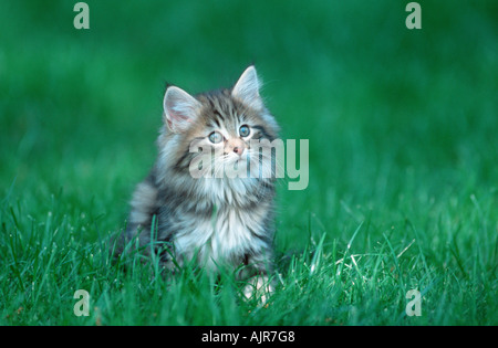 Norwegian Forest Cat kitten 10 weeks Stock Photo