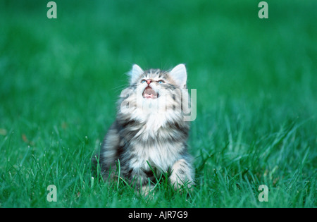 Norwegian Forest Cat kitten 10 weeks Stock Photo