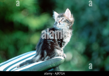 Norwegian Forest Cat kitten 10 weeks Stock Photo