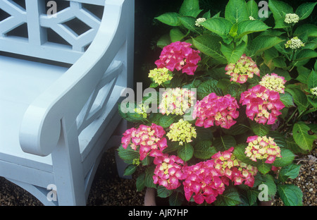Small deep pink mophead Hydrangea macrophylla Hamburg bush next to stylish comfortable garden bench painted light grey Stock Photo