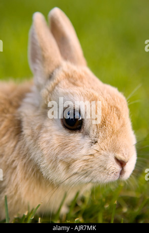 Tan colored Netherlands Dwarf rabbit in the green grass Stock Photo