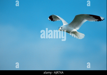Common Gull Texel Netherlands Larus canus Mew Gull Stock Photo
