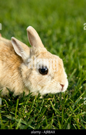 Tan colored Netherland Dwarf rabbit in the green grass Stock Photo