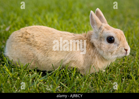 Tan colored Netherlands Dwarf rabbit in the green grass Stock Photo