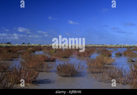 A view of salicornia and other wetland/marshy area species in Campos del Tuyu Reserve, Buenos Aires, Argentin Stock Photo