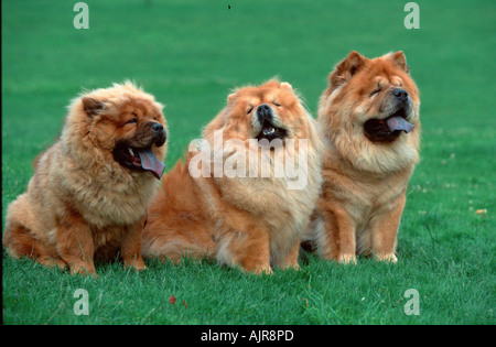 famous chow chows
