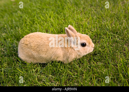 Tan colored Netherlands Dwarf rabbit in the green grass Stock Photo