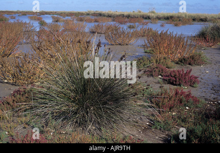 A view of salicornia, reeds and other wetland/marshy area species in Campos del Tuyu Reserve, Buenos Aires, Argentina Stock Photo