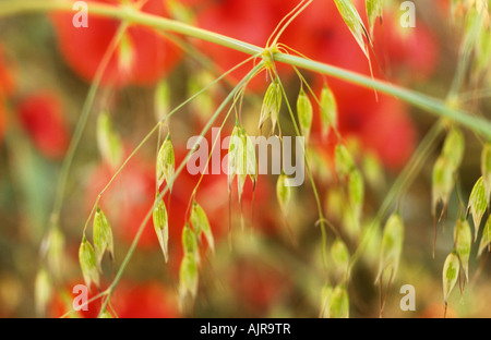 Close up of green but ripening seedheads of Cultivated oat or Avena sativa with Common poppy or Papaver rhoeas flowers behind Stock Photo
