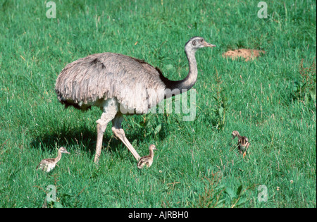 American Rhea male with chicks Rhea americana Stock Photo