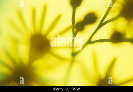 Impressionistic close up of yellow flowers petals and buds of Common ragwort or Senecio jacobaea with backlit background Stock Photo
