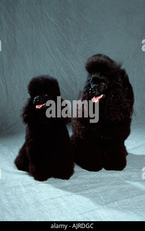 Miniature Poodle and Toy Poodle black Stock Photo