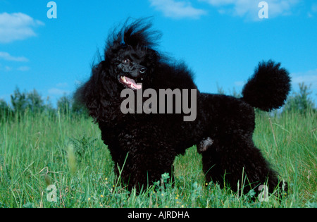 Miniature Poodle black puppy clip Stock Photo